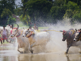 Bulls running on water logged farm land during cattle race called MOICHARA in West Bengal. Pair of...