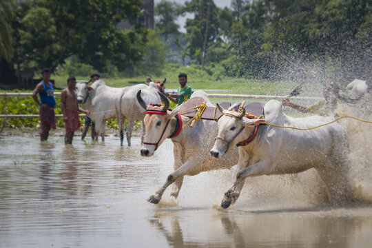 Pair of yoked bulls running on paddy field with ankle deep water. This cattle race is known as kambala in karnataka, moichara in West Bengal.