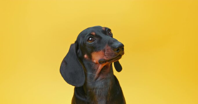 Dachshund poses against yellow studio wall. Dog sitting with cute and adorable expression for doggy journal in bright yellow studio