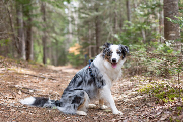 An adorable image of an Australian shepherd dog in a forest field.