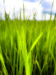 Green, Rice, Thailand, garden, summer, background, farming