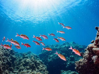 美しい逆光のホウライヒメジ（ヒメジ科）、チョウチョウウオ（チョウチョウウオ科）他の群れ。

日本国静岡県伊豆半島賀茂郡南伊豆町中木から渡し船で渡るヒリゾ浜にて。
2023年8月26日水中撮影。
