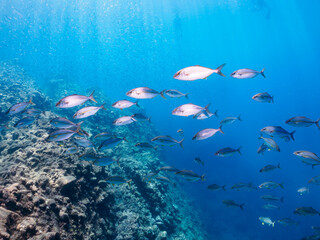 Fototapeta premium キビナゴの大群を襲う迫力あるカンパチ（アジ科）の群れ。日本国静岡県伊豆半島賀茂郡南伊豆町中木から渡し船で渡るヒリゾ浜にて。 2023年8月26日水中撮影。 