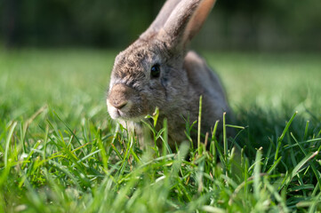 Rabbit in Summer Field Closeup
