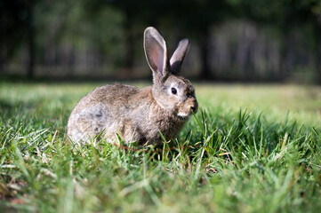Rabbit in Grass Field