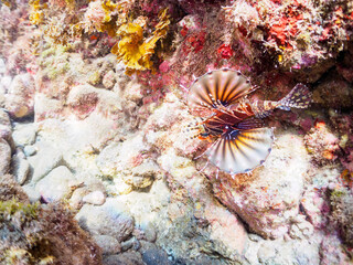 広げた羽根が美しいキリンミノ（フサカサゴ科）。

日本国静岡県伊豆半島賀茂郡南伊豆町中木から渡し船で渡るヒリゾ浜にて。
2023年8月26日水中撮影。

