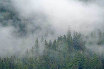 Misty landscape with forest on hills