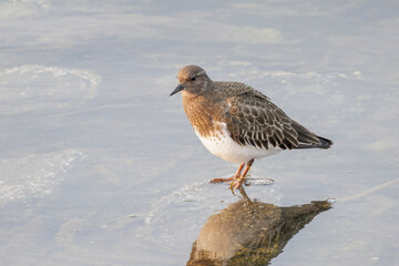 Black turnstone bird