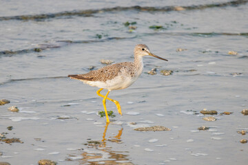 Greater yellowlegs bird