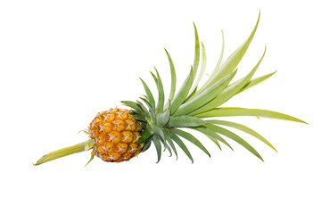 Fresh Pineapple with green leave isolated on white