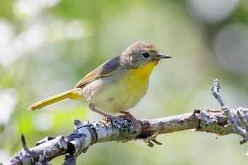 Female Common yellowthroat