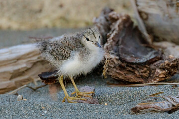 Spotted sandpiper bird