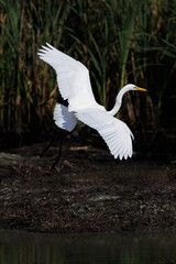 White Great Egret bird