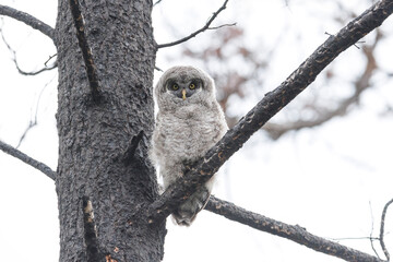 Great Gray Owl juvenile
