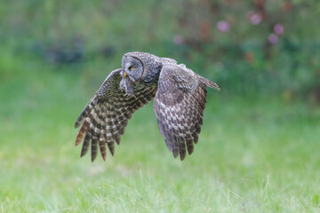 Great Gray Owl bird