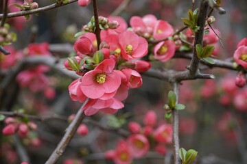 Fototapeta na wymiar chinese,quince,flowers,bush,red