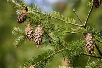 cones,needles,pine,pine cones