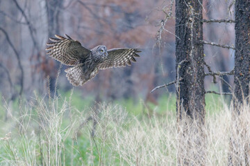 Great Gray Owl bird