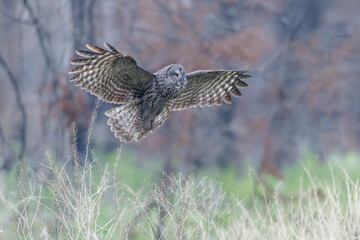 Great Gray Owl bird