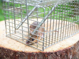 ネズミと捕獲器