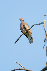Band tailed Pigeon bird