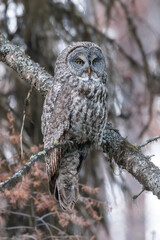 Great Gray Owl bird
