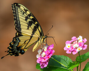 butterfly on flower