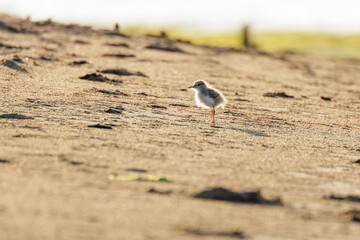 Spotted sandpiper bird
