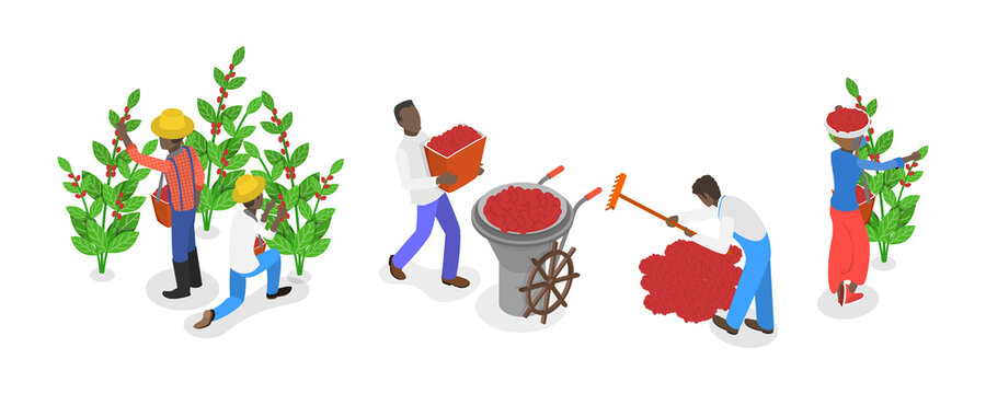 3D Isometric Flat  Conceptual Illustration of Coffee Plantation, Picking Harvesting Ripe Berries