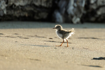 Spotted sandpiper bird