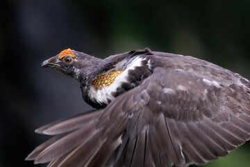 Male Sooty grouse