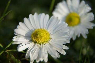 daisy,bellis,perennis,close up,flower