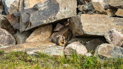 a little marmot is sitting among the rocks in the mountains