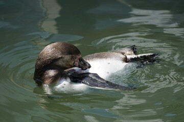 humboldt penguin,penguin,water