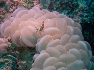 Squat Shrimp on Bubble Coral