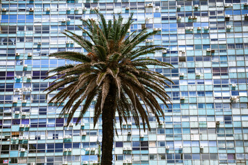 Windows, windows and a palm tree