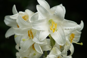 Fototapeta na wymiar lilies,flowers,dewdrops,dew