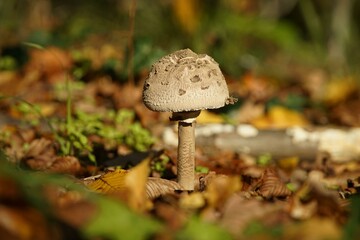 macrolepiota,parasol,mushroom