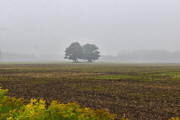 Fototapeta na wymiar Two oak trees in the middle of a field shrouded in fog