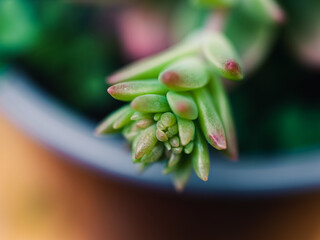 Close up of a succulent