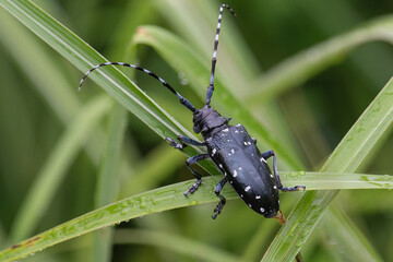 ゴマダラカミキリ