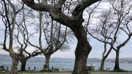 Giant Plane Trees Framed by the Sea