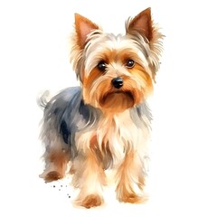 yorkshire terrier on white background