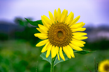 長崎鼻のヒマワリ