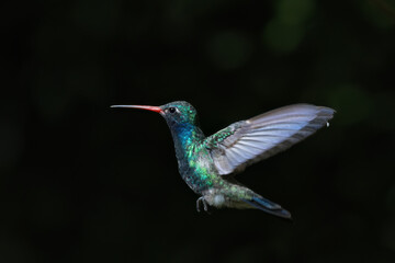 Broad billed Hummingbird against dark green bokeh background in Patagonia, Arizona