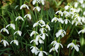 Snowdrops, White flowers, Galanthus