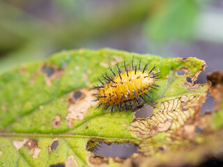 テントウムシモドキ
