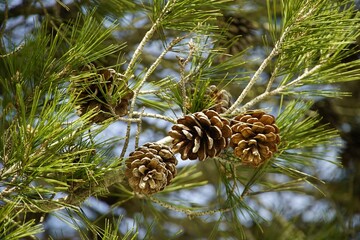 tree,pine,cones,needles,macro