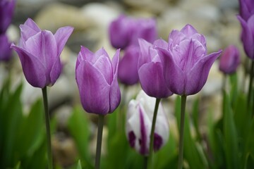 tulips,flowers violet,tulips violet