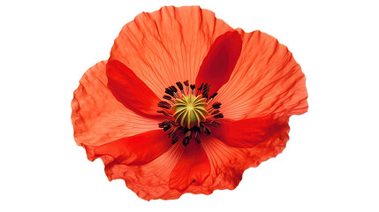 Red Poppy flower isolated on white background